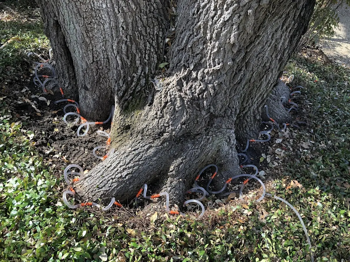 Detailed Tree Cabling and Bracing job site in Woodleaf