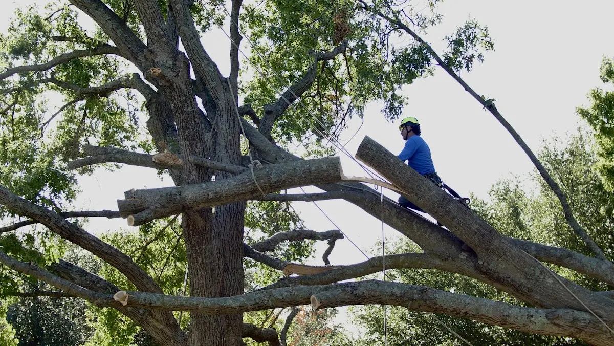 Professional Crown Thinning performed by certified arborists in Woodleaf