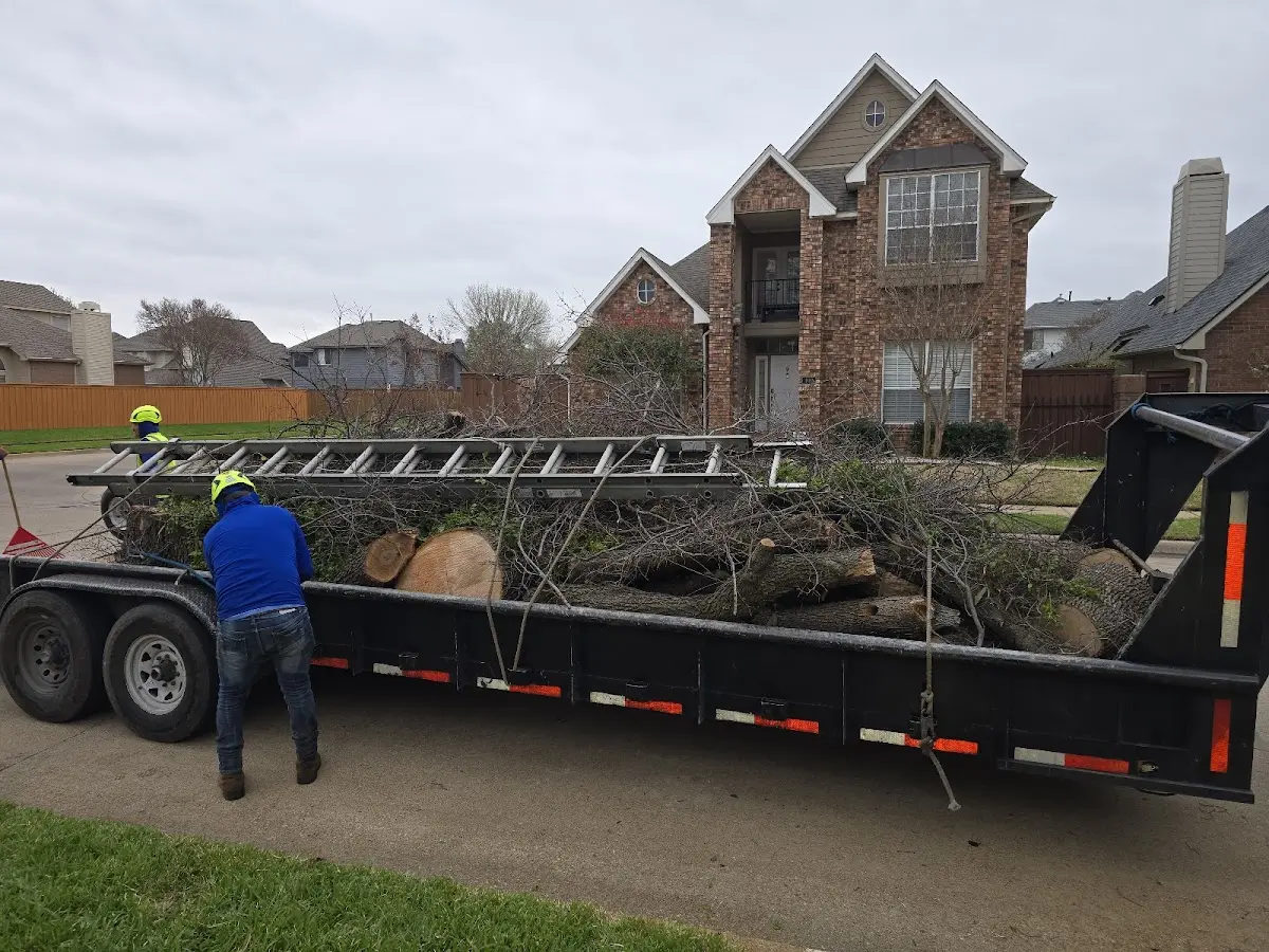 Expert Tree Removal with proper safety equipment in Woodleaf